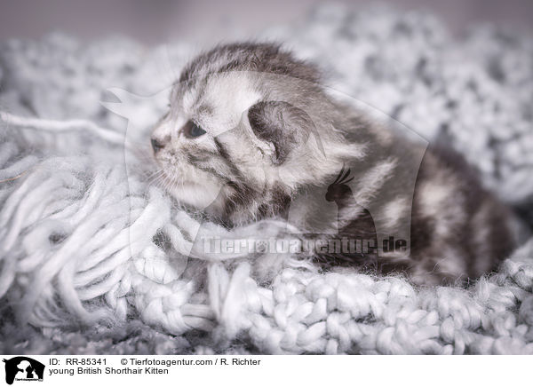 junges Britisch Kurzhaar Ktzchen / young British Shorthair Kitten / RR-85341