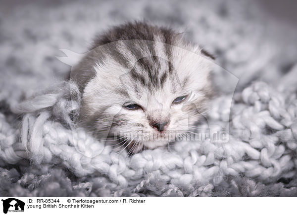 junges Britisch Kurzhaar Ktzchen / young British Shorthair Kitten / RR-85344