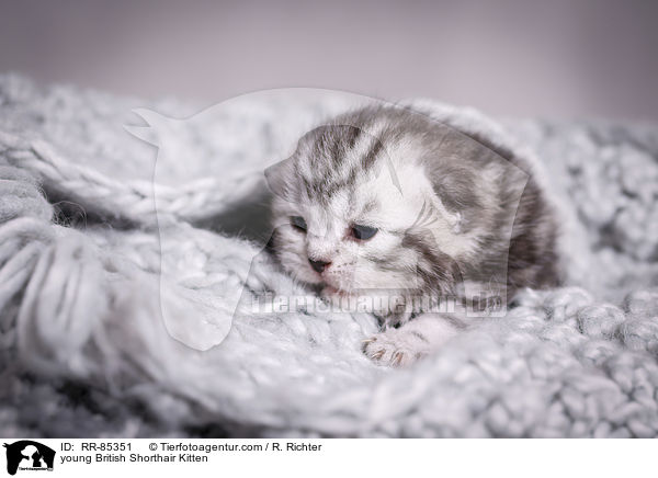 junges Britisch Kurzhaar Ktzchen / young British Shorthair Kitten / RR-85351