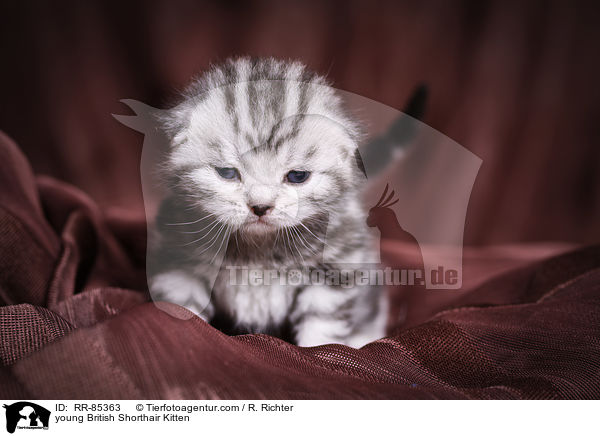 junges Britisch Kurzhaar Ktzchen / young British Shorthair Kitten / RR-85363