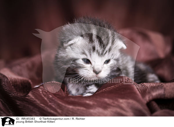 junges Britisch Kurzhaar Ktzchen / young British Shorthair Kitten / RR-85383