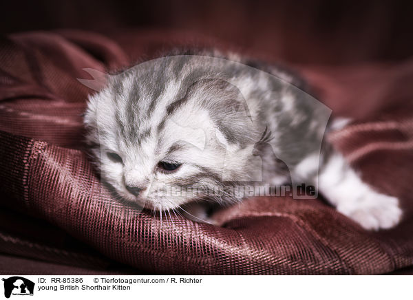 junges Britisch Kurzhaar Ktzchen / young British Shorthair Kitten / RR-85386