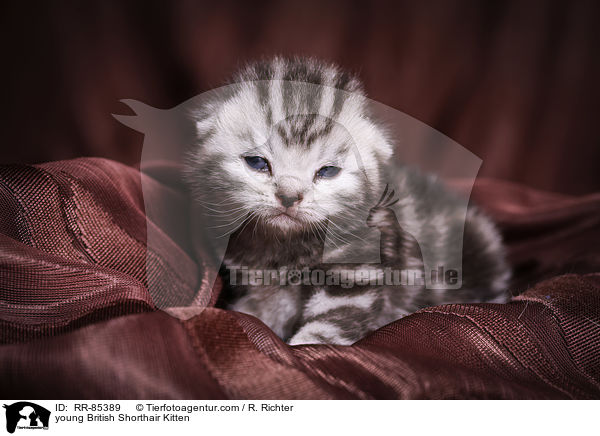 junges Britisch Kurzhaar Ktzchen / young British Shorthair Kitten / RR-85389