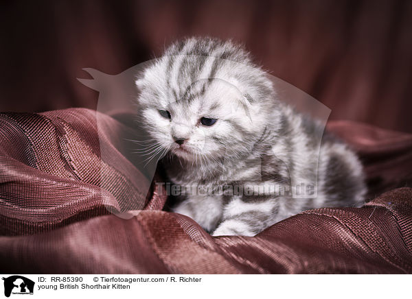 junges Britisch Kurzhaar Ktzchen / young British Shorthair Kitten / RR-85390