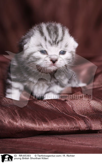 junges Britisch Kurzhaar Ktzchen / young British Shorthair Kitten / RR-85393