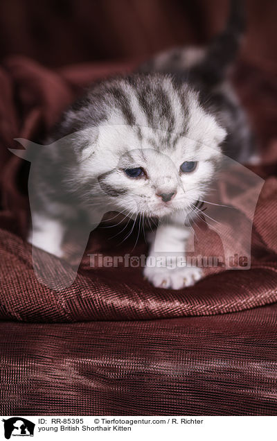junges Britisch Kurzhaar Ktzchen / young British Shorthair Kitten / RR-85395