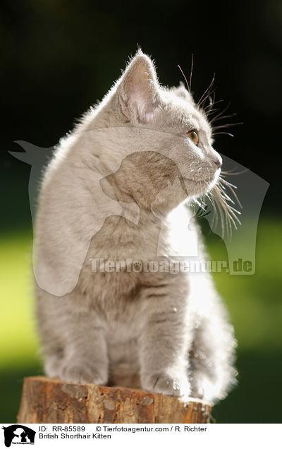 Britisch Kurzhaar Ktzchen / British Shorthair Kitten / RR-85589