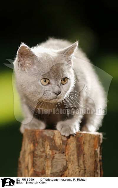 Britisch Kurzhaar Ktzchen / British Shorthair Kitten / RR-85591