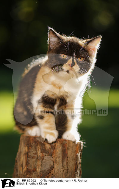 Britisch Kurzhaar Ktzchen / British Shorthair Kitten / RR-85592