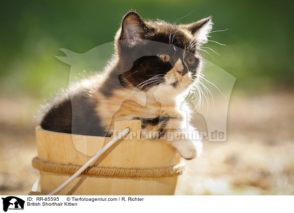 Britisch Kurzhaar Ktzchen / British Shorthair Kitten / RR-85595