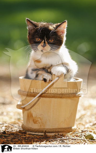 Britisch Kurzhaar Ktzchen / British Shorthair Kitten / RR-85600