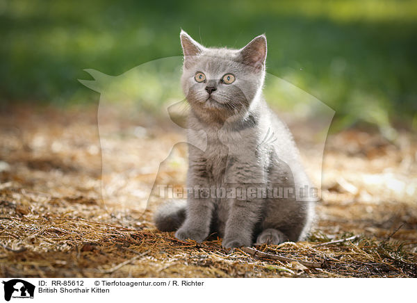 British Shorthair Kitten / RR-85612