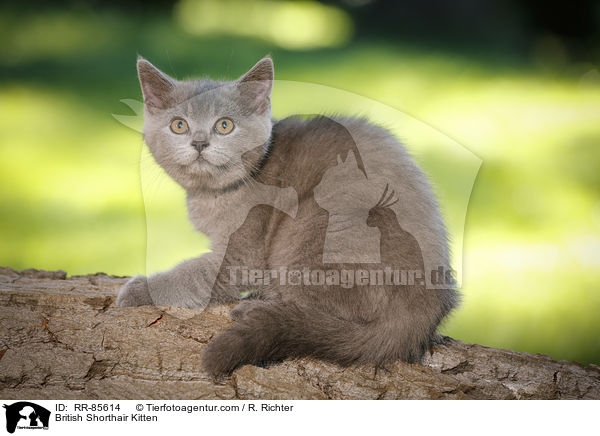 Britisch Kurzhaar Ktzchen / British Shorthair Kitten / RR-85614