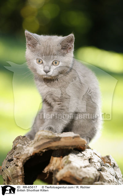 Britisch Kurzhaar Ktzchen / British Shorthair Kitten / RR-85617