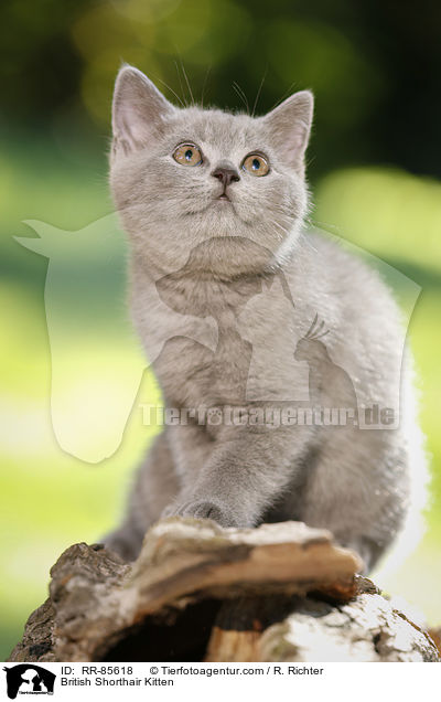 Britisch Kurzhaar Ktzchen / British Shorthair Kitten / RR-85618
