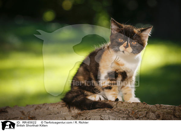Britisch Kurzhaar Ktzchen / British Shorthair Kitten / RR-85622