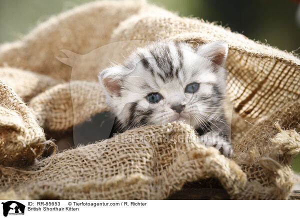 Britisch Kurzhaar Ktzchen / British Shorthair Kitten / RR-85653