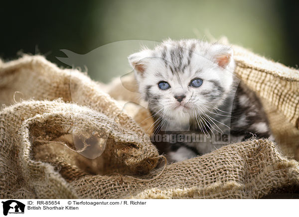 Britisch Kurzhaar Ktzchen / British Shorthair Kitten / RR-85654