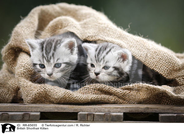 Britisch Kurzhaar Ktzchen / British Shorthair Kitten / RR-85655
