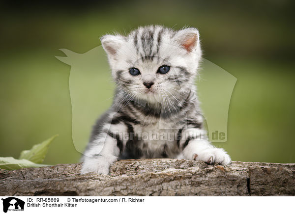 Britisch Kurzhaar Ktzchen / British Shorthair Kitten / RR-85669