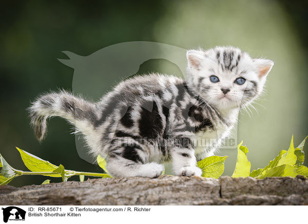 Britisch Kurzhaar Ktzchen / British Shorthair Kitten / RR-85671