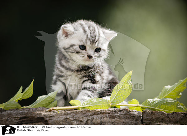 Britisch Kurzhaar Ktzchen / British Shorthair Kitten / RR-85672