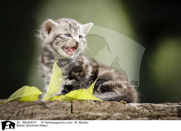 Britisch Kurzhaar Ktzchen / British Shorthair Kitten / RR-85673