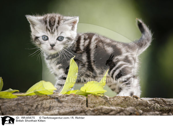 Britisch Kurzhaar Ktzchen / British Shorthair Kitten / RR-85675