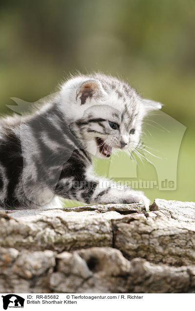 Britisch Kurzhaar Ktzchen / British Shorthair Kitten / RR-85682