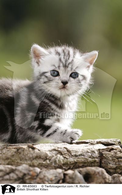 Britisch Kurzhaar Ktzchen / British Shorthair Kitten / RR-85683