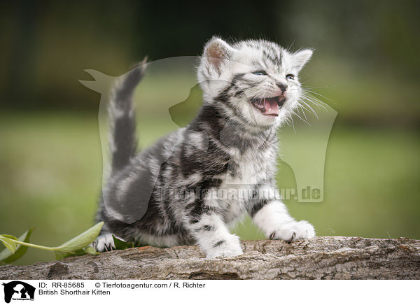 Britisch Kurzhaar Ktzchen / British Shorthair Kitten / RR-85685