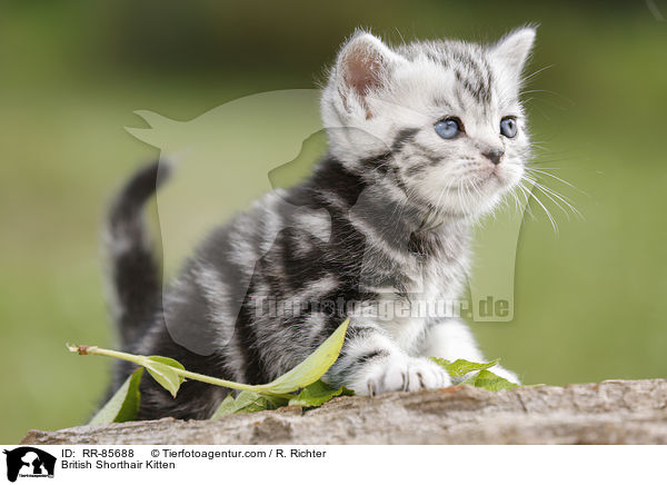 Britisch Kurzhaar Ktzchen / British Shorthair Kitten / RR-85688