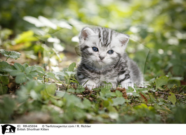 Britisch Kurzhaar Ktzchen / British Shorthair Kitten / RR-85694