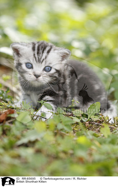 Britisch Kurzhaar Ktzchen / British Shorthair Kitten / RR-85695