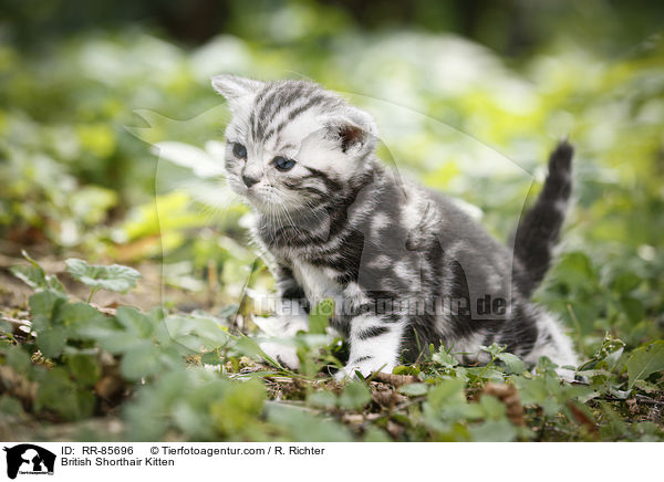 Britisch Kurzhaar Ktzchen / British Shorthair Kitten / RR-85696