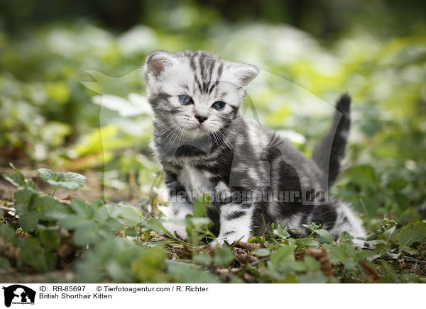 Britisch Kurzhaar Ktzchen / British Shorthair Kitten / RR-85697