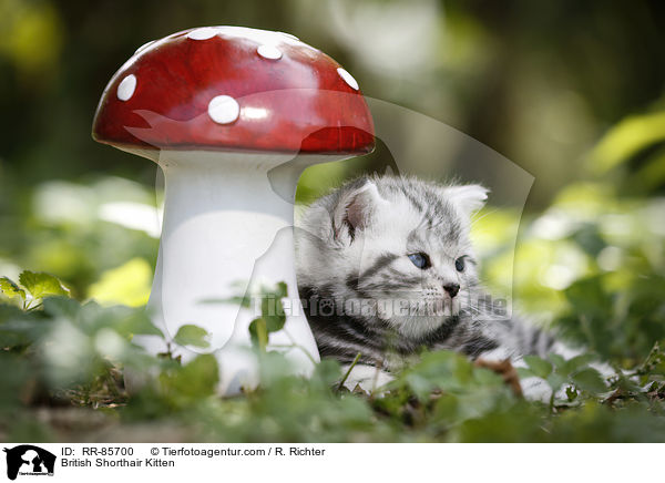 Britisch Kurzhaar Ktzchen / British Shorthair Kitten / RR-85700