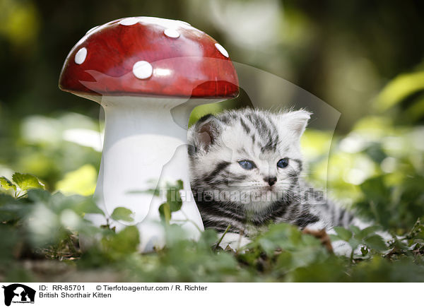 Britisch Kurzhaar Ktzchen / British Shorthair Kitten / RR-85701