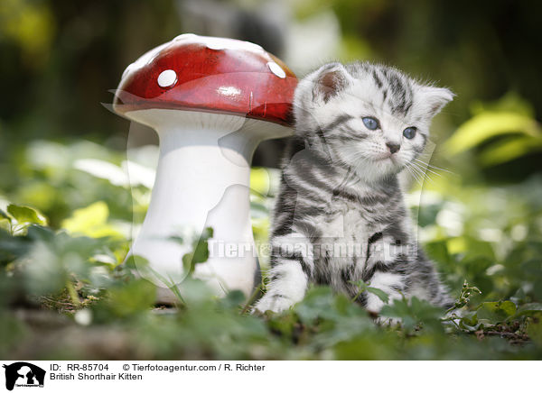 Britisch Kurzhaar Ktzchen / British Shorthair Kitten / RR-85704