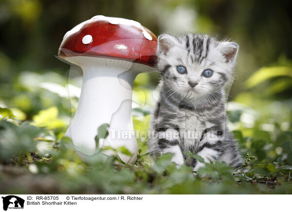 Britisch Kurzhaar Ktzchen / British Shorthair Kitten / RR-85705