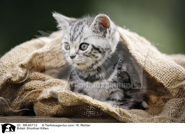 Britisch Kurzhaar Ktzchen / British Shorthair Kitten / RR-85712