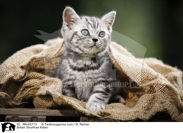 Britisch Kurzhaar Ktzchen / British Shorthair Kitten / RR-85713