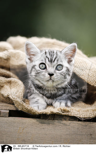 Britisch Kurzhaar Ktzchen / British Shorthair Kitten / RR-85716