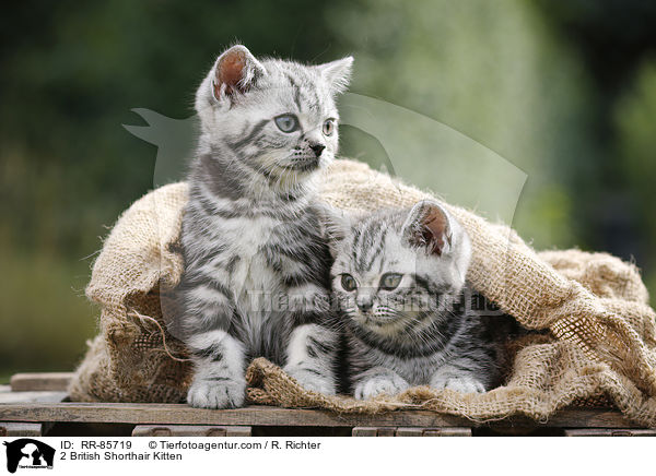 2 Britisch Kurzhaar Ktzchen / 2 British Shorthair Kitten / RR-85719