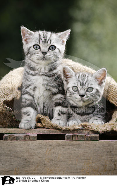 2 Britisch Kurzhaar Ktzchen / 2 British Shorthair Kitten / RR-85720