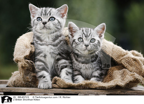 2 Britisch Kurzhaar Ktzchen / 2 British Shorthair Kitten / RR-85723