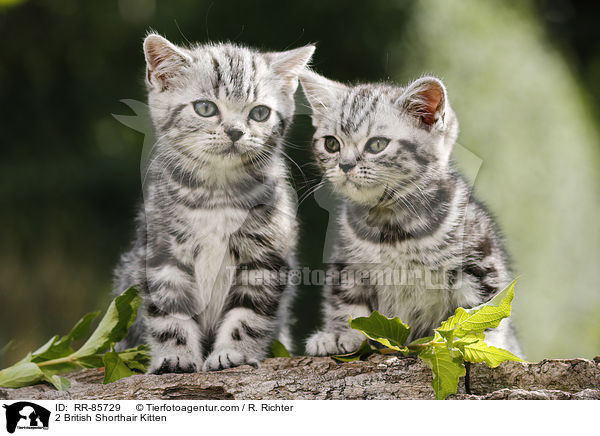 2 Britisch Kurzhaar Ktzchen / 2 British Shorthair Kitten / RR-85729