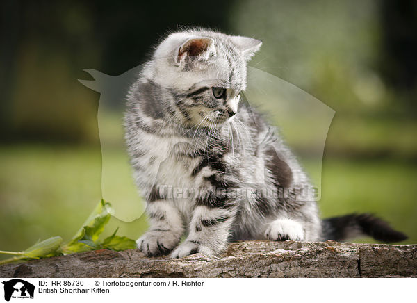 Britisch Kurzhaar Ktzchen / British Shorthair Kitten / RR-85730