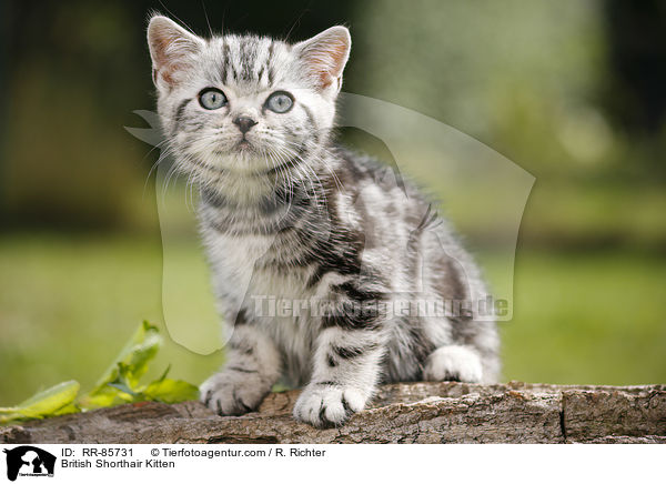 Britisch Kurzhaar Ktzchen / British Shorthair Kitten / RR-85731