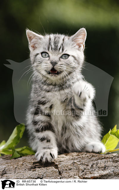 Britisch Kurzhaar Ktzchen / British Shorthair Kitten / RR-85736